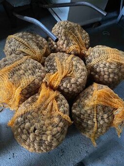 vlašské ořechy neloupané Klatovy Plzeň