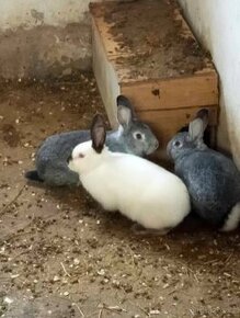 Prodám králíky samice i samce