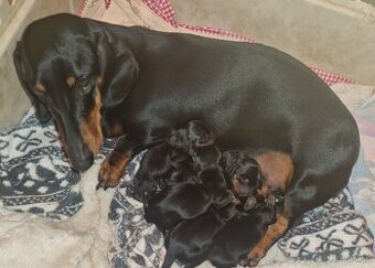 Jezevčík hladkosrsty s pp