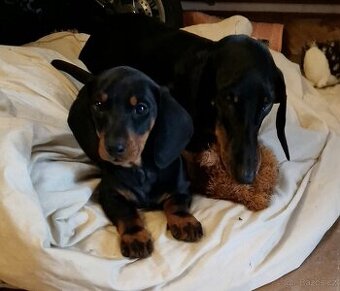 Jezevčík hladkosrsty s pp