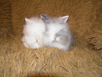 Teddy králíčci nádherná mláďata