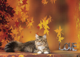 Sibiřská kočka - kocourek Nico s PP