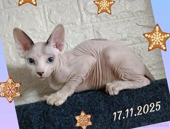Kanadský sphynx koťátko již k odběru - negativní FeLV / FIV