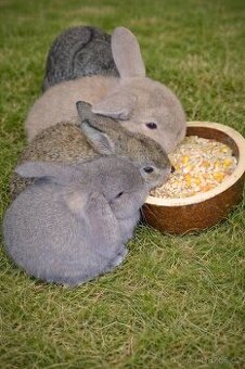 Zakrslý beránek-samečci