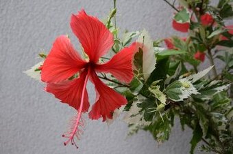 pokojový ibišek panašovaný list, červený květ