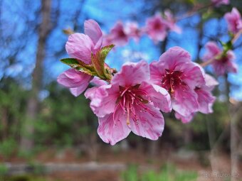 Prodej rybářské zahrady, chata,  studna, atraktiv. lokalita