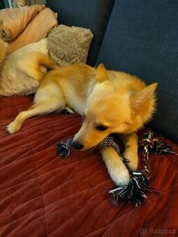 Daruji německého špice bez PP