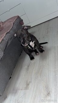 Prodám štěňátko