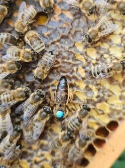 vyzimované včelí oddělky včely včelstva