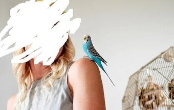 Ochočený sameček andulky modrý