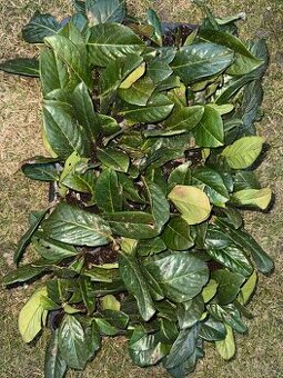 Bobkovišeň Novita - mladé sazenice