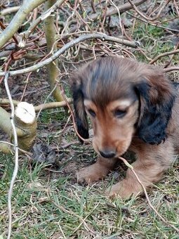 Jezevčík dlouhosrstý trpaslisčí