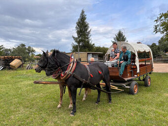 Hucul - kobyla do zápřahu i pod sedlo