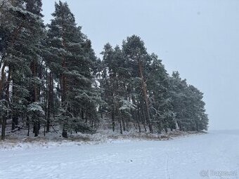 Prodej lesního pozemku v k.ú. Svéradice