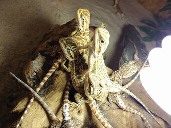 agama vousatá, terárium