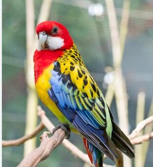 Samička ROZELY PESTRÉ