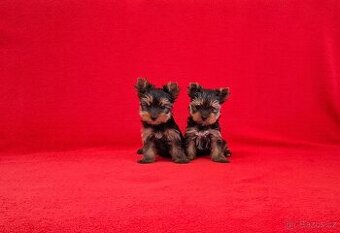 Jorkšírský terier s PP