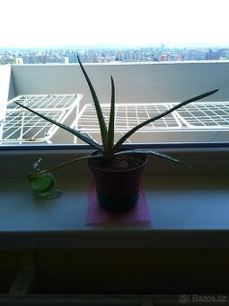 Aloe Vera máte zájem