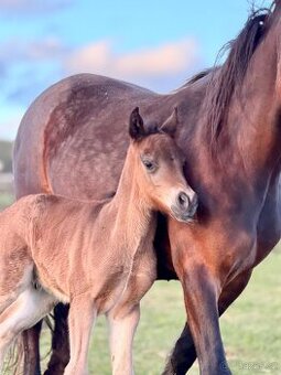 Hřebeček Welsh Cob - D