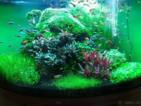 Akvarijní rostliny - 1