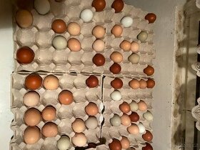 Násadová vejce-Hempšíra,Velsumka,Maranska,Green...