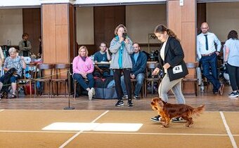 Nabízíme psa Kavalír king charles spaniel ke Krytí