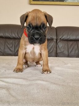 Německý boxer, štěnatka