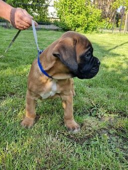 Německý boxer, štěnatka