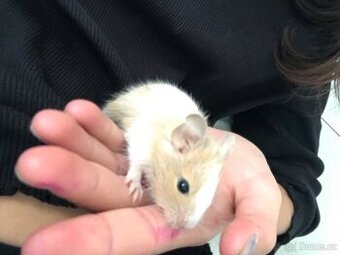 Osmák degu