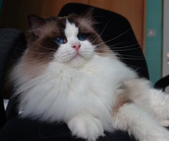 Ragdoll s PP