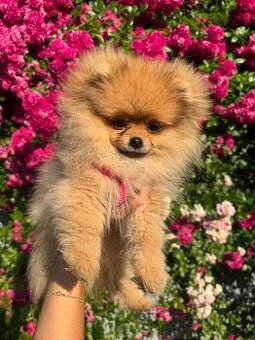 Pomeranian