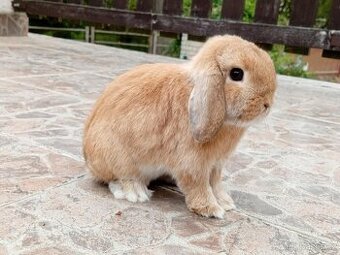 Volný Sameček - Anglický Zakrslý Beránek MiniLop🍑🧡🤍