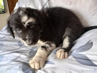 Australský ovčák bez PP pes (oranžový obojek)