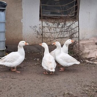 Prodám husy chovné české