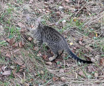 ODROSTLÉ 5 MĚSÍCŮ KOTĚ / KOCOUREK KULDIK HLEDÁ DOMOV