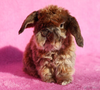 Zakrslý satén rex beránek , samička s VP .