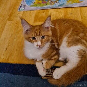 Mainská mývalí koťátka s PP - 1