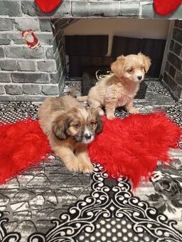 Havanský psík x Moltyploo bez PP