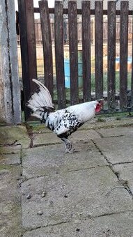 Apencelský chocholáč