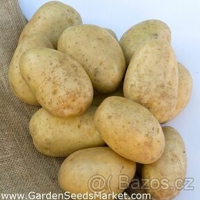 Sadbové brambory BERNINA