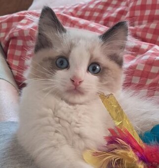 Koťátka ragdoll s PP - 1