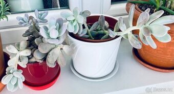 Prodám sukulent Pachyphytum oviferum