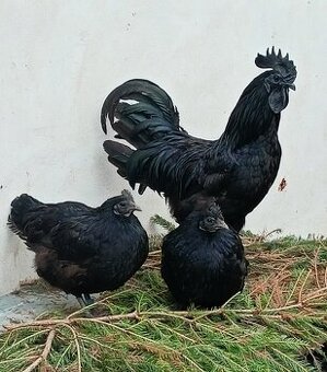 Nasadova vejce ayam cemani