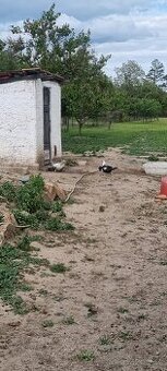 Prodám 5xhusa+1houser na chov.