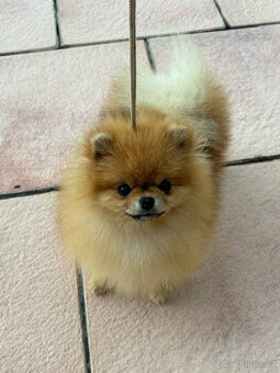 POmeranian