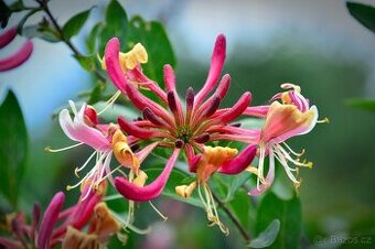 Lonicera ruze z jericha