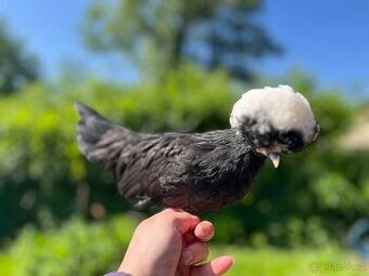 Kohouti - Ayam cemani, holandská zdr., araukana, kropenka