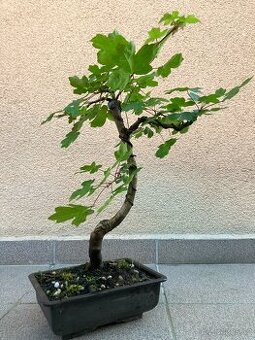 Bonsai, Bonsaj, jamadori, javor babyka
