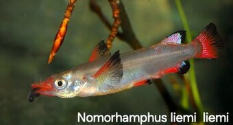 Polozobánky- Nomorhamphus liemi liemi - 1