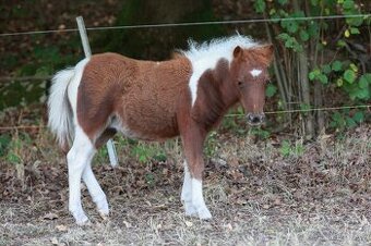 Shetland pony - mini